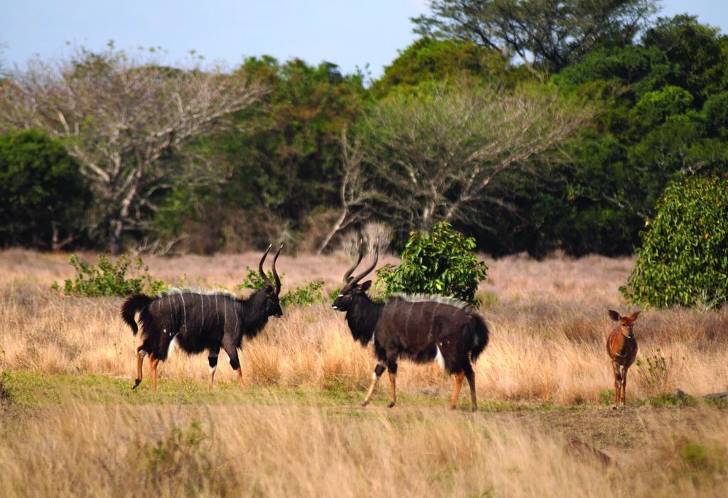 Gooderson Bushlands Game Lodge Hluhluwe Buitenkant foto