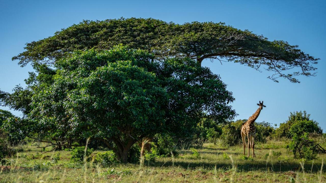 Gooderson Bushlands Game Lodge Hluhluwe Buitenkant foto