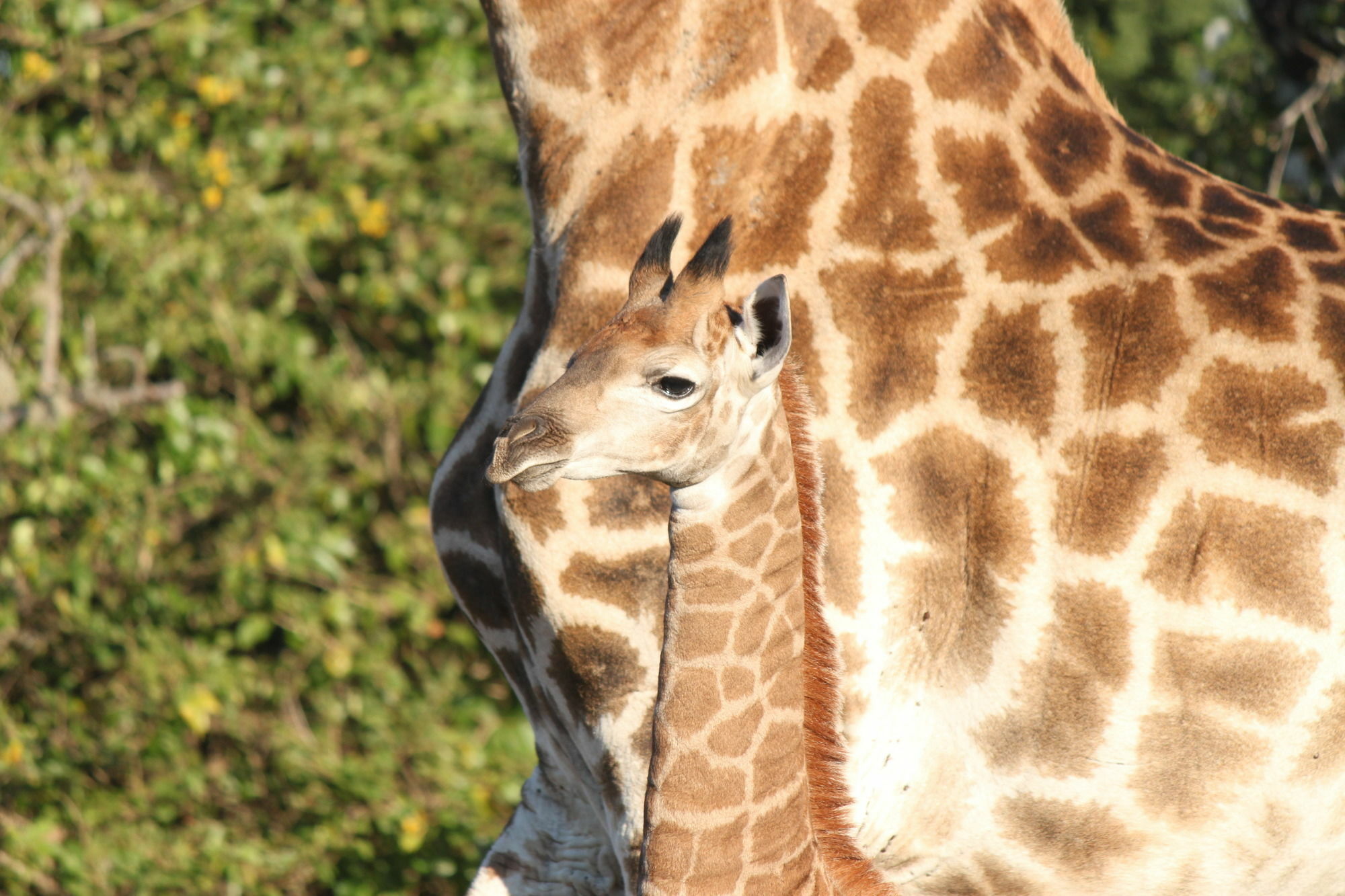 Gooderson Bushlands Game Lodge Hluhluwe Buitenkant foto