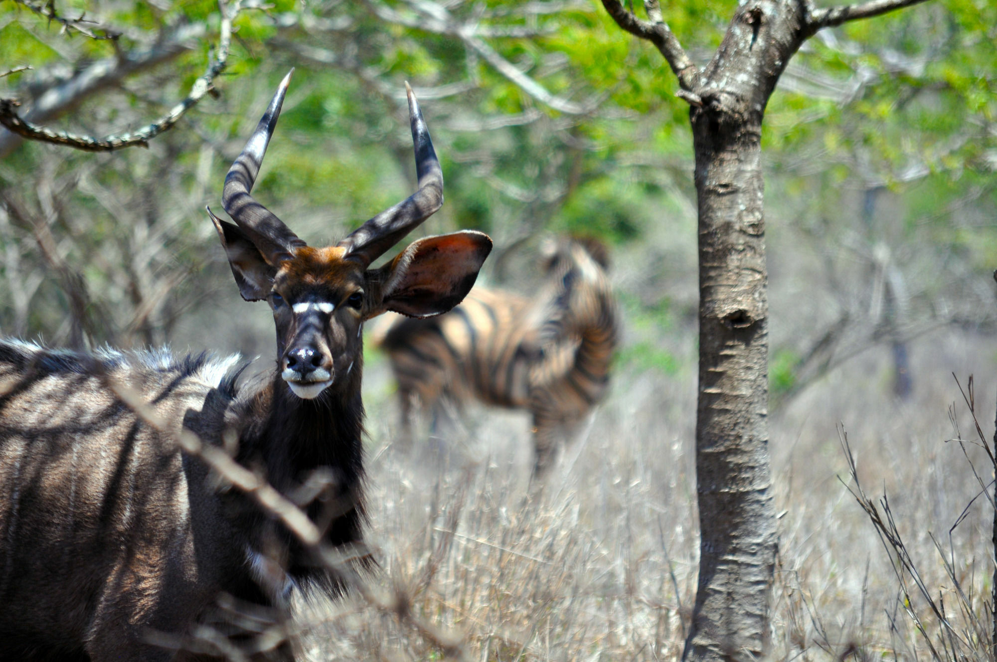 Gooderson Bushlands Game Lodge Hluhluwe Buitenkant foto