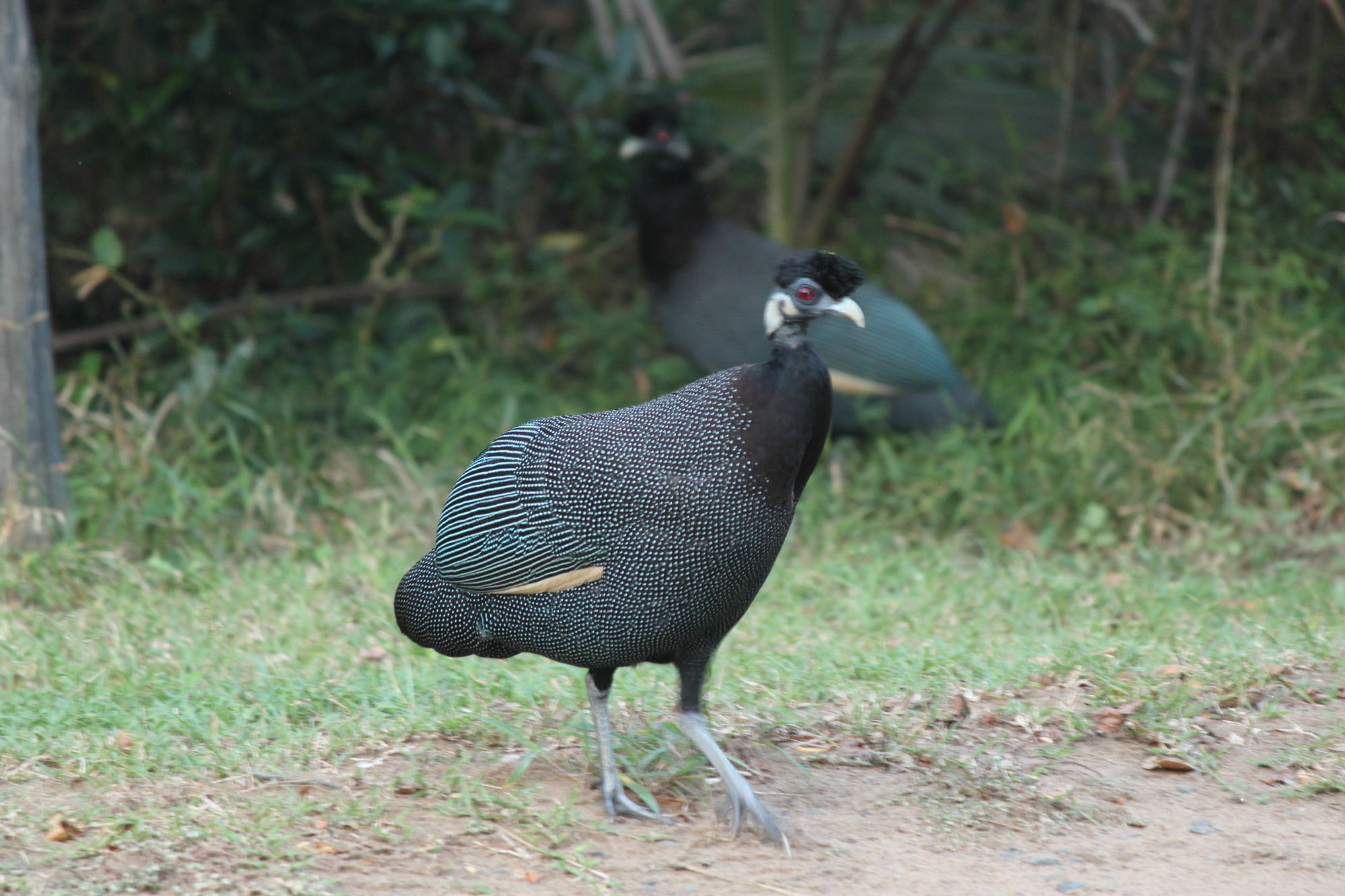 Gooderson Bushlands Game Lodge Hluhluwe Buitenkant foto
