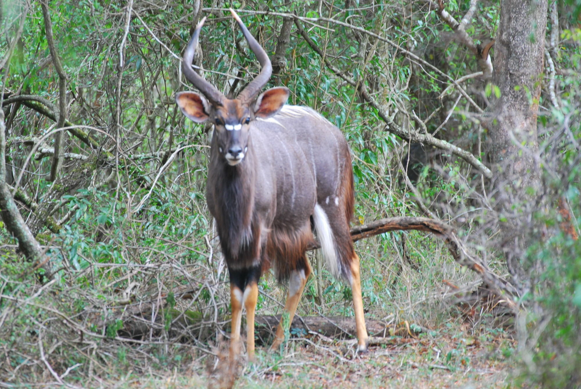 Gooderson Bushlands Game Lodge Hluhluwe Buitenkant foto